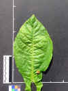 Basma Leaf.jpg (184521 bytes)