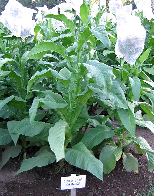 1000 Gold Leaf Orinoco Tobacco Seeds - Heirloom Nicotiana Tabacum, High Yield, ONeill Seeds