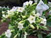 White_Flower_4.jpg (95533 bytes)