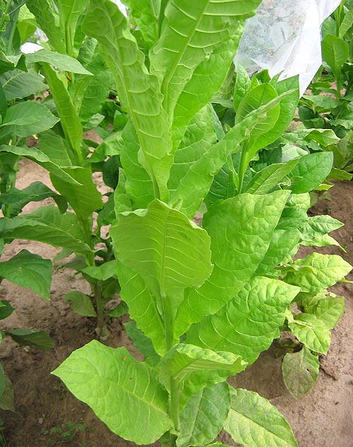 Northwest Tobacco Seeds Providing nicotiana seeds at wholesale prices for  retail distributors and growers world wide Tobaccos